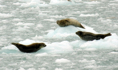 Harbor seals (Phoca vitulina) hauled out on ice. In certain parts of Alaska, seals take advantage of glacially calved ice to rest and give birth.
